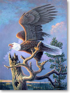 Don Ningewance Golden Eagle
