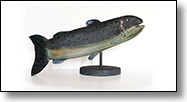 Larry Fancy Fish